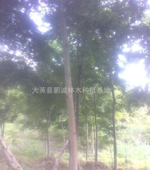 四川臭椿苗，臭椿價格，四川臭椿基地