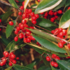 紅果冬青