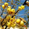 臘梅花苗批發綠化花木庭院觀賞紅梅盆景行道點綴氣味芳香臘梅苗
