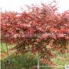 日本紅楓樹苗綠化苗木色塊綠籬庭院觀賞行道點綴量大從優紅楓直銷