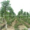 馬褂木樹苗批發綠化苗木行道點綴植物色塊綠籬馬褂木小苗直銷