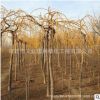金枝垂槐樹苗綠化苗木色塊綠籬庭院觀賞行道點綴量大從優金枝垂槐