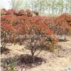 紅葉石楠球批發(fā)綠化苗木色塊綠籬行道點綴高桿紅葉石楠球樹苗