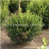 小葉黃楊球批發(fā) 綠化苗木瓜子黃楊球四季常青色塊綠籬大葉黃楊苗