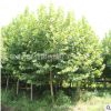 法桐樹苗批發(fā) 園林綠化苗木法國梧桐樹色塊綠籬行道點綴泡桐樹