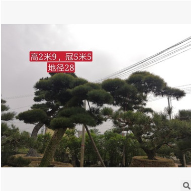 【造型精品黑松】日本黑松 日本黑松價(jià)格 日本造型黑松 基地批發(fā)