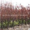 紫葉李樹苗綠化苗木四季常青庭院種植行道點綴規(guī)格齊全紫葉李樹苗