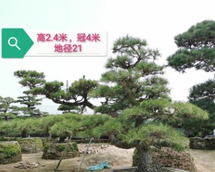 【高端造型樹】日本黑松 日本黑松價(jià)格 日本造型黑松 基地直銷