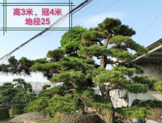 【高端景觀樹】日本黑松 日本黑松價(jià)格 造型日本黑松 基地直銷