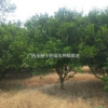 桔子樹，金桔樹，占地苗