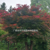 廣西[產(chǎn)品]/廣西2019年紅楓樹價格/紅楓下半年回去價格價格/報價