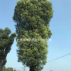 廣西桂林供應(yīng)移栽香樟