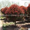 高桿紅葉石楠樹苗批發工程綠化苗木行道點綴庭院觀賞紅葉石楠樹苗