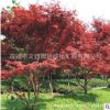 中國紅楓樹苗綠化苗木色塊綠籬行道點綴庭院觀賞量大從優中國紅楓