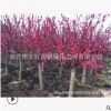 紅葉碧桃樹苗批發 綠化苗木紫葉碧桃庭院觀賞行道點綴紅葉碧桃