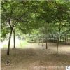 櫸樹樹苗批發 工程綠化苗木行道風景樹 庭院種植規格齊全四季常青