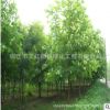 法桐樹苗園林綠化苗木法國梧桐樹色塊綠籬行道點綴四季常青法桐樹