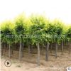 金葉榆樹苗批發(fā)工程綠化苗木色塊綠籬行道大樹庭院觀賞金葉榆苗