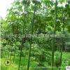 青桐樹苗批發(fā)綠化苗木梧桐四季常青行道點綴庭院觀賞青桐樹苗