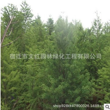 落羽杉樹苗批發綠化苗木水杉行道點綴四季常青落羽杉小苗