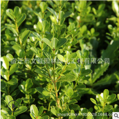 小葉黃楊苗綠化苗木色塊綠籬瓜子黃楊四季常青行道點綴小葉黃楊苗
