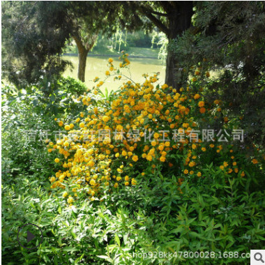 棣棠苗綠化花木行道點綴庭院觀賞色塊綠籬四季常青量大從優棣棠苗