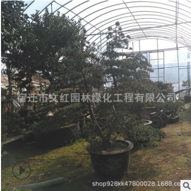 五針松基地批發風景樹樁造型五針松園林植物羅漢松 五針松造型樹