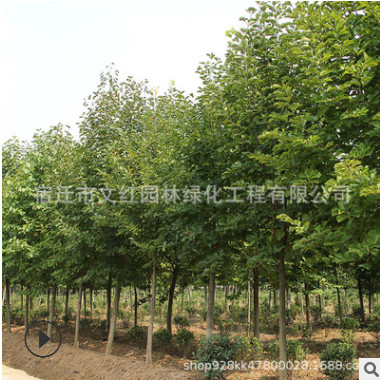 紫玉蘭樹苗批發綠化苗木白玉蘭庭院觀賞花卉氣味芳香紅玉蘭苗