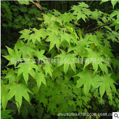 基地批發青楓樹苗園林綠化苗木雞爪槭色塊綠籬行道點綴青楓