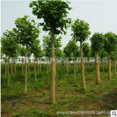 青桐樹苗批發園林綠化梧桐造型樹庭院觀葉植物行道綠籬梧桐樹
