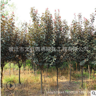 紫葉李樹苗綠化苗木色塊綠籬紅葉李苗庭院觀賞行道點綴紫葉李