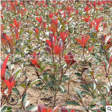 紅葉石楠苗批發綠化苗木存活率高規格齊全紅葉石楠小苗紅葉石楠樹