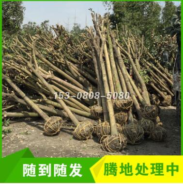 四川成都征地占地桂花樹(shù)