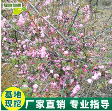 庭院地栽海棠樹苗基地直銷花園園林植物觀花綠化樹苗批發