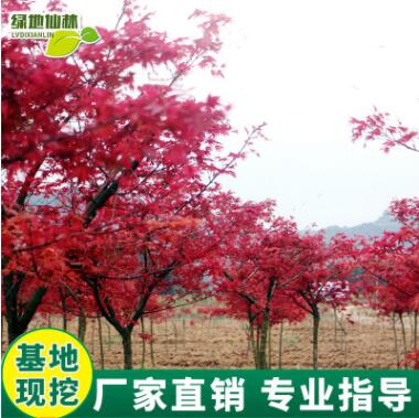 紅楓樹苗四季紅庭院室外陽臺觀花植物花卉基地直銷觀賞苗木紅楓苗