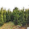 園藝園林植物龍柏灌木 常綠性龍柏灌木產地直銷露地柏樹苗