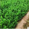 四季常青耐寒綠籬笆苗圍墻植物冬青庭院花園美化綠化苗木基地直銷