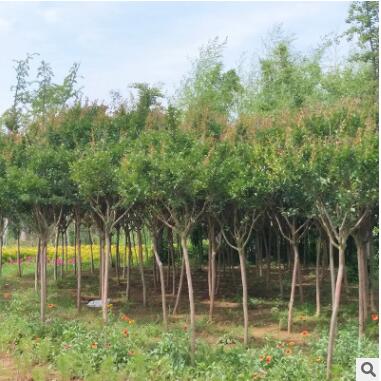 庭院美化花卉苗木紫薇花樹苗室內外花植物紫薇風景樹觀花植物