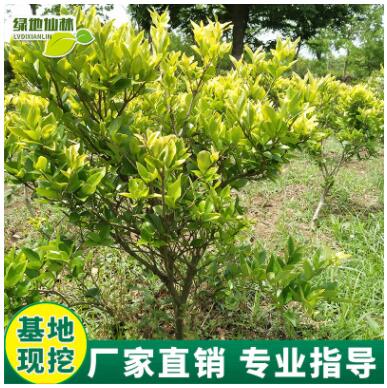 園林綠化苗南方北方種植女貞樹苗庭院地栽四季常青高桿女貞苗