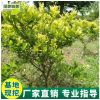 園林綠化苗南方北方種植女貞樹苗庭院地栽四季常青高桿女貞苗