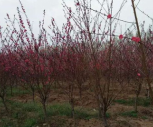 基地批發碧桃苗 紅葉碧桃苗彩色風景樹 工程用紅葉碧桃桃花樹苗