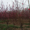基地批發碧桃苗 紅葉碧桃苗彩色風景樹 工程用紅葉碧桃桃花樹苗
