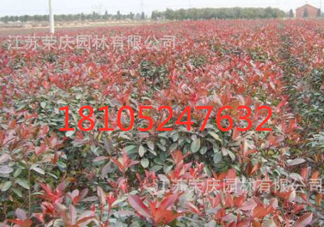 批發 紅葉石楠 紅葉石楠苗 紅葉石楠球 樹樁紅葉石楠 等各種樹苗