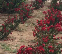 基地供應紅花矮紫薇 叢生紫薇 日本富士紫薇樹 量大優惠