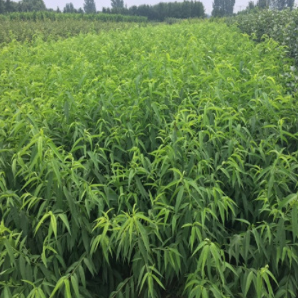 供應(yīng) 嫁接桃樹 早 中 晚桃樹品種 映霜紅 秋彤桃樹