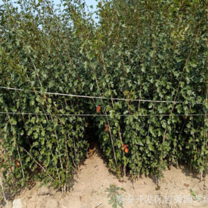甜紅山楂苗 品種全易成活大五棱山楂苗 大金星山楂苗批發(fā)