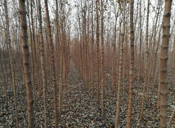 QQ截圖20200109182516