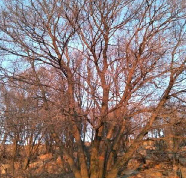 QQ截圖20200109182725