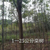 欒樹1-25公分