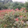 專業供應紅葉石楠